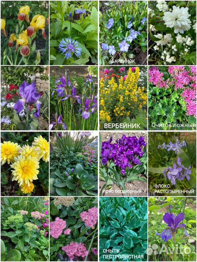 Многолетники для сада цветы