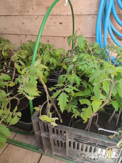 Рассада помидор, перцев,баклажан