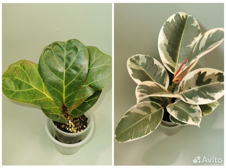 Фикусы сортовые Тинике, Бамбино