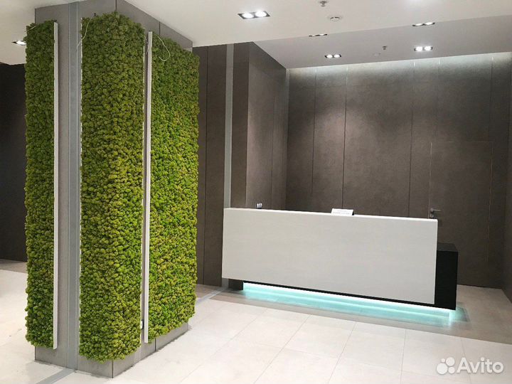 Мох Растения Фитостены