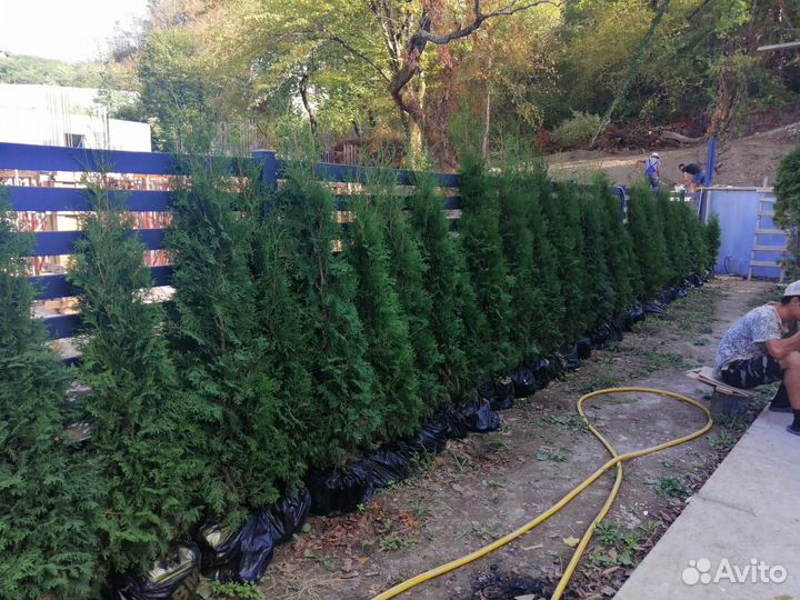 Купить туи Сочи, деревья, питомник, смарагт