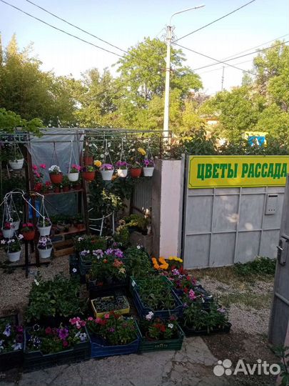 Саженцы цветов