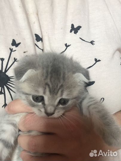 Котята бесплатно