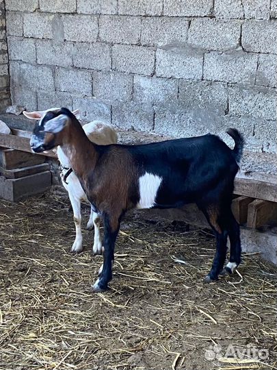 Коза нубийская