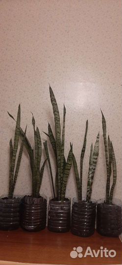 Сансевиерия 70 -90см