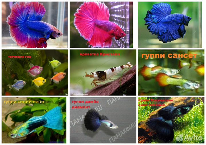 Гуппи,сомики,петушки,креветки,растения,улитки,корм