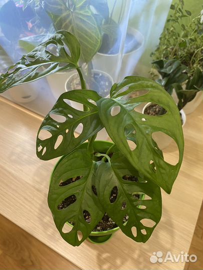 Монстера манки