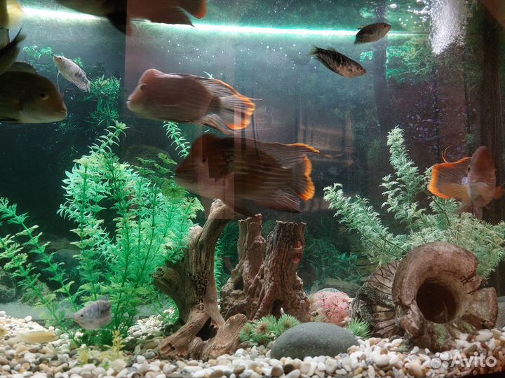 Акара бирюзовая