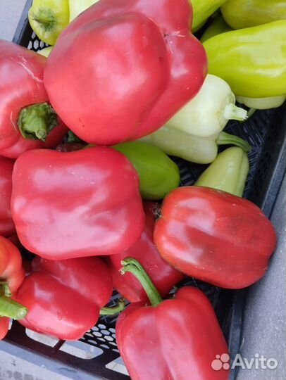 Огурцы, перцы, баклажан, кабачки