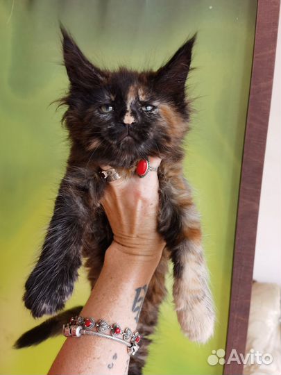 Котята мейн-кун