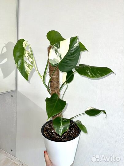 Монстера вариегатная альба