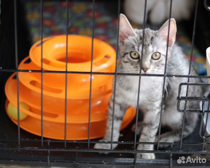 Малышка в добрые руки