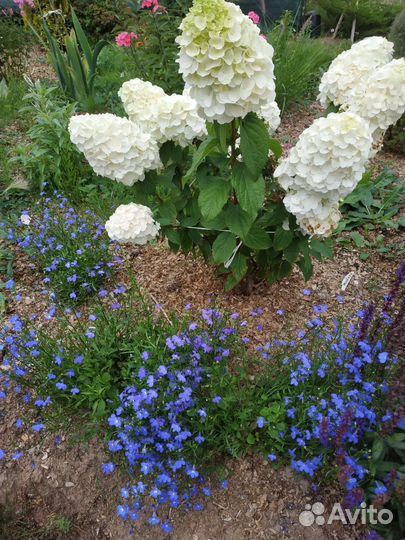 Метельчатые гортензии, невысокие сорта, до 1.3 м