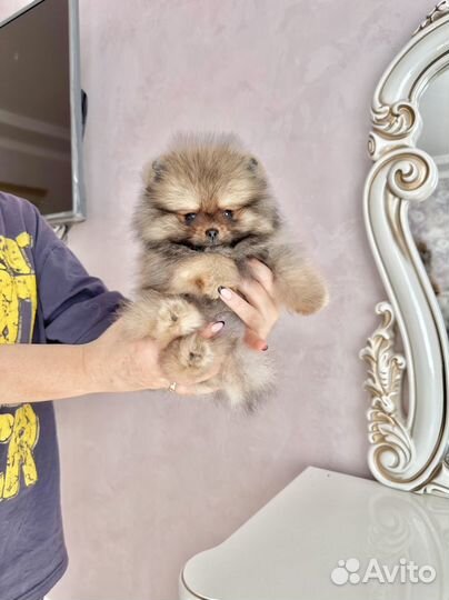 Померанский мишка mini