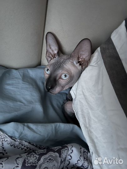 Донской сфинкс вязка