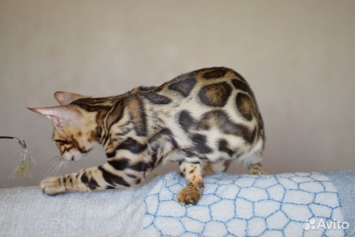 Котёнок мальчик элитный