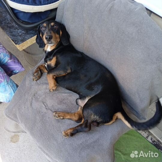 Вязка кобель такса