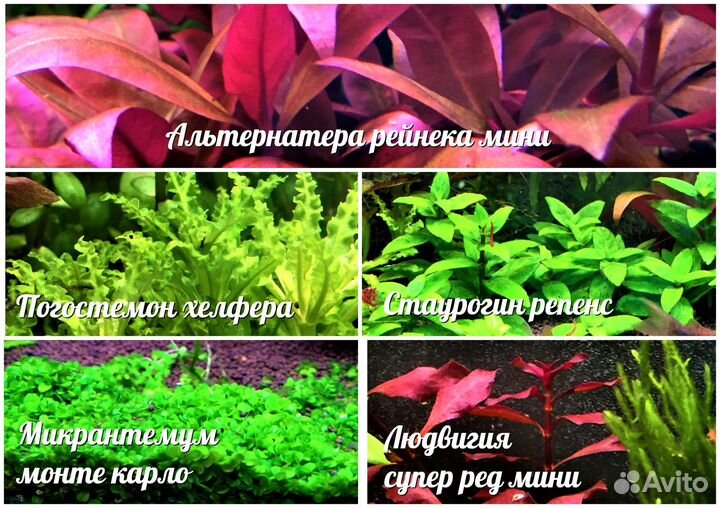 Аквариумные растения, рыбки, креветки