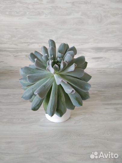 Цветы комнатные