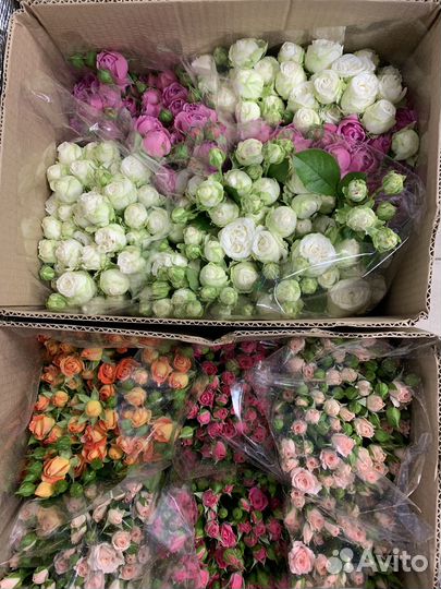 Цветы, розы, живые букеты