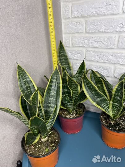 Сансевиерия комнатные цветы