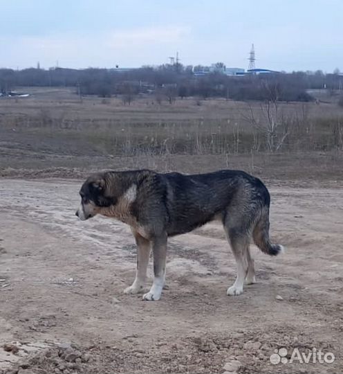 Алабай в добрые руки