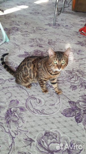 Бенгальский кот вязка