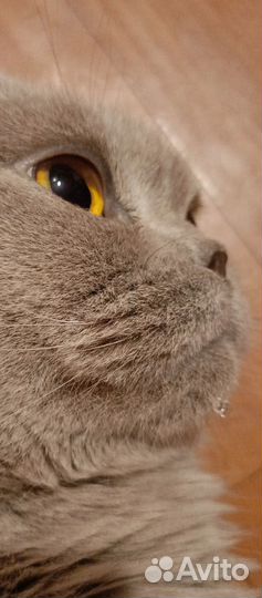 Груминг собак,кошек