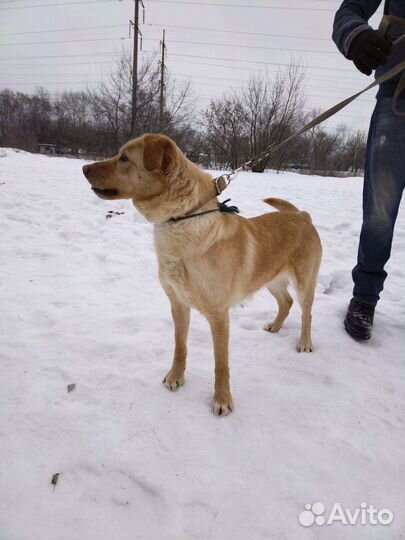 Красивая девочка ищет дом (Собака из приюта)
