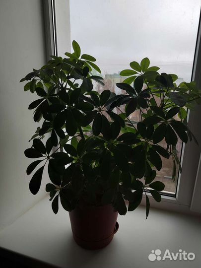 Комнатные цветы шефлера