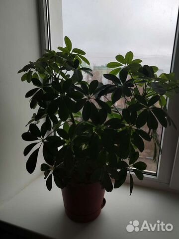 Комнатные цветы шефлера