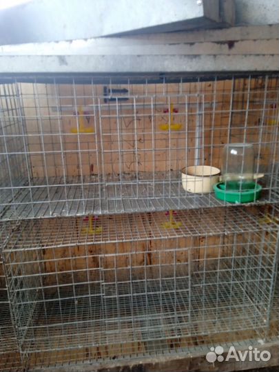 Клетки для кур бройлеров
