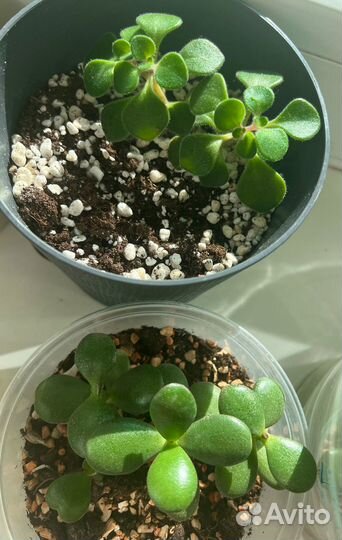 Толстянка и цветок любви