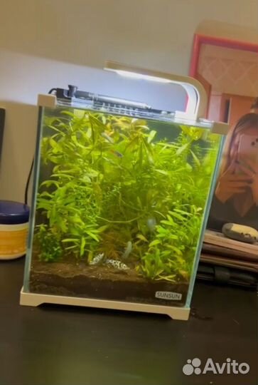 Аквариумное растение