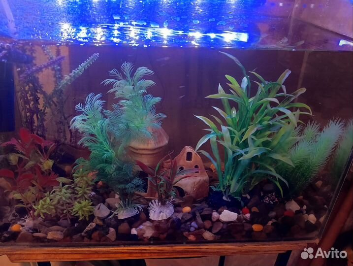 Аквариум с рыбками