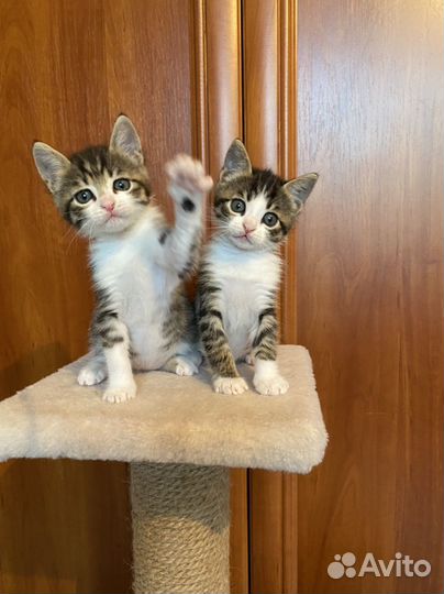 Котята мальчики 1,5 мес