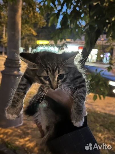 Отдам котенка в добрые руки