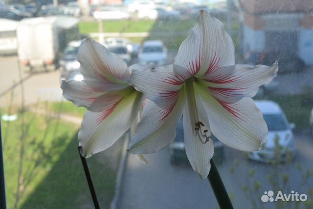 Цветы Гиппеаструм