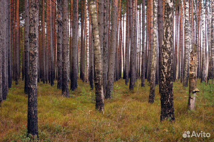 Лес на корню плюс земля