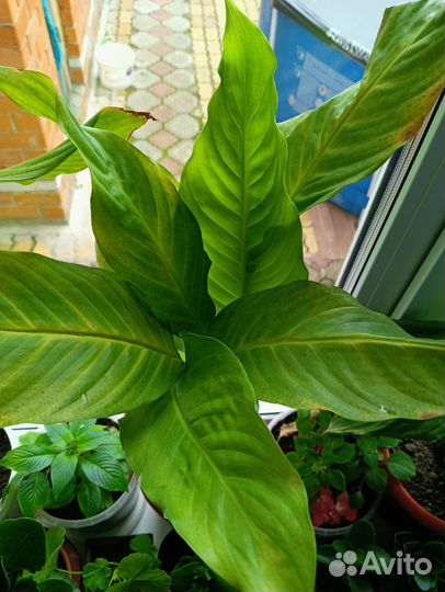 Спатифиллум