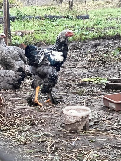Продам 2 петушков брама