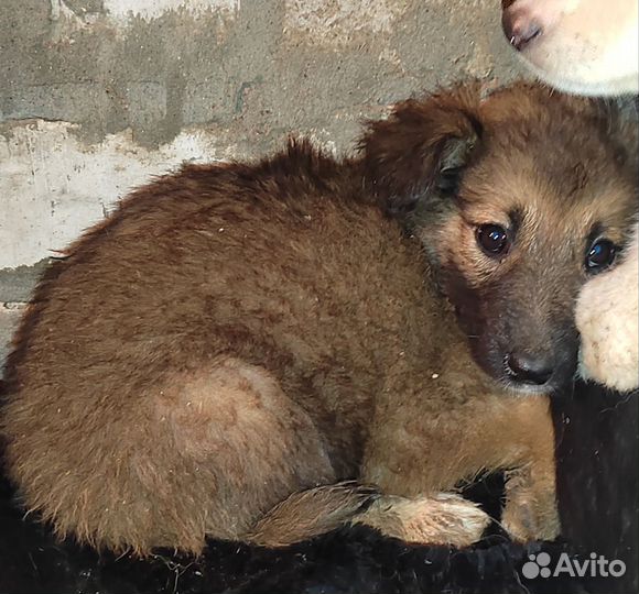 Щенки в добрые руки