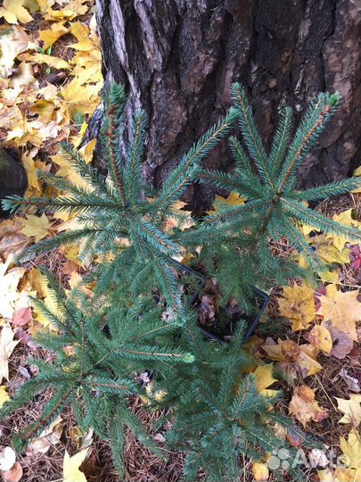 Ель красная саженцы (Picea Rubens)