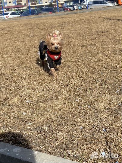 Выгул собак