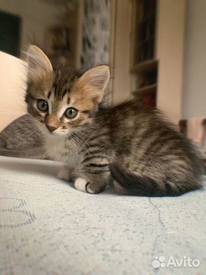 Котята манчкина
