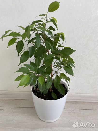 Фикус с горшком, комнатные цветы