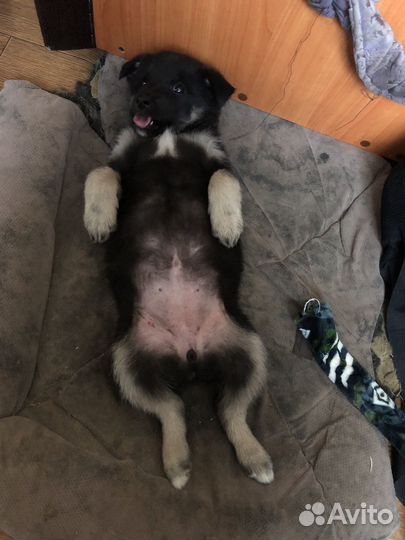 Щенок в добрые руки