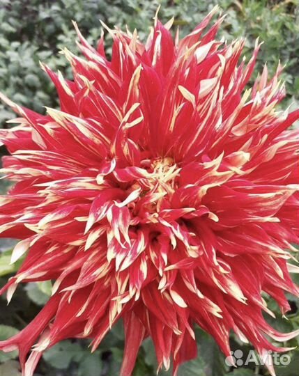 Продаю луковицы гладиолусов и клубни георгинов