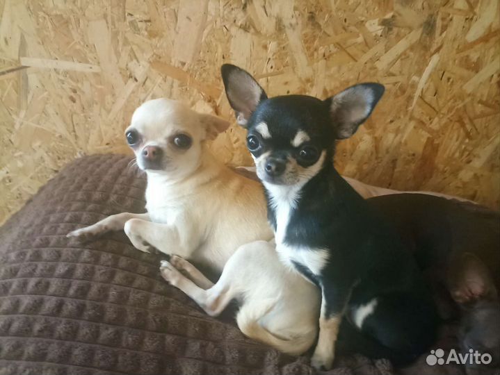 Красотка Чихуа хуа