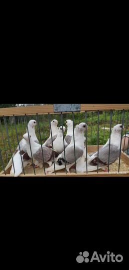 Продам голубей